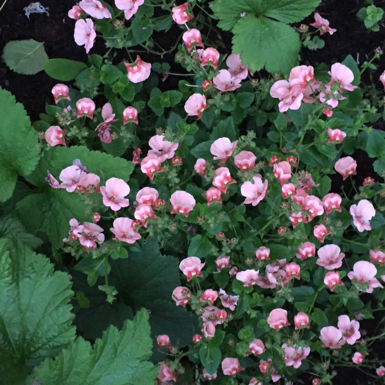 Plant image Diascia
