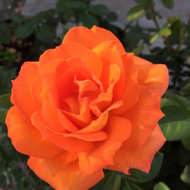 Rosa 'Dawn Chorus'