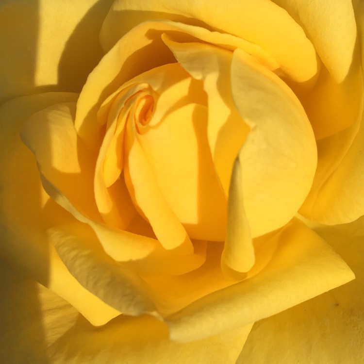 plant image 827603 plant image 827603