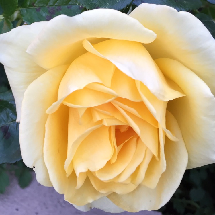 plant image 841419 plant image 841419