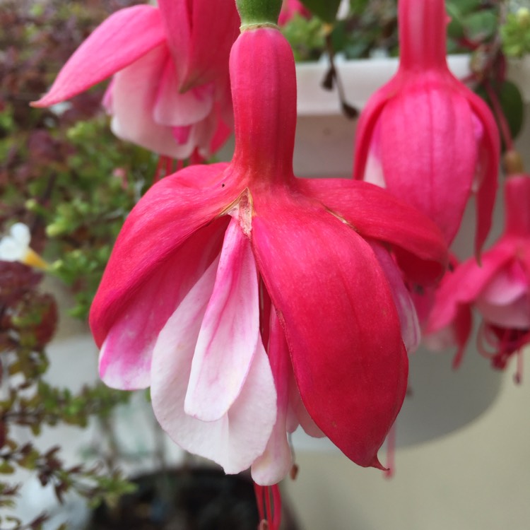 plant image 873759