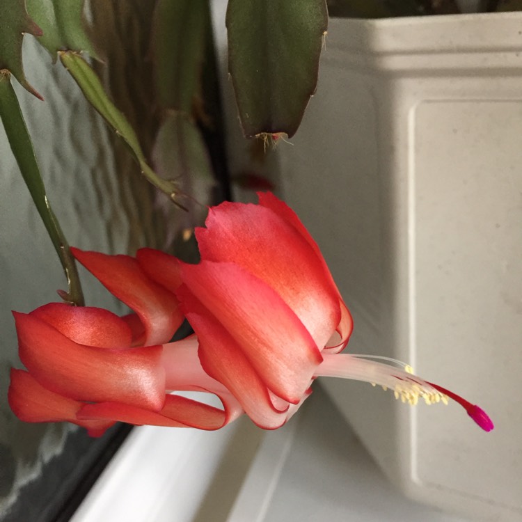 plant image 880633 plant image 880633
