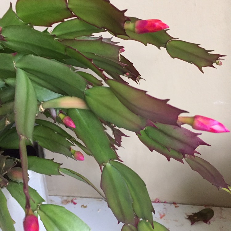 plant image 880634 plant image 880634