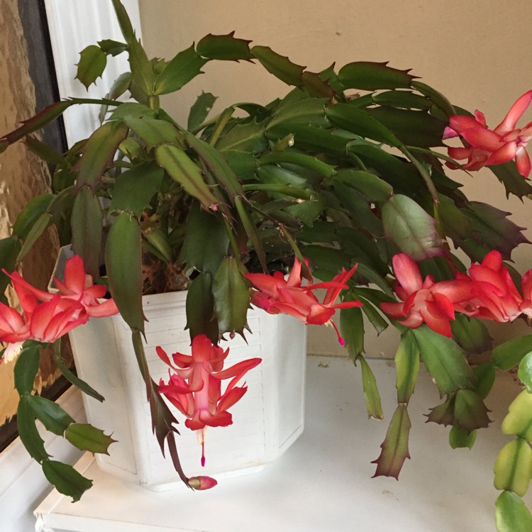 plant image 888680 plant image 888680