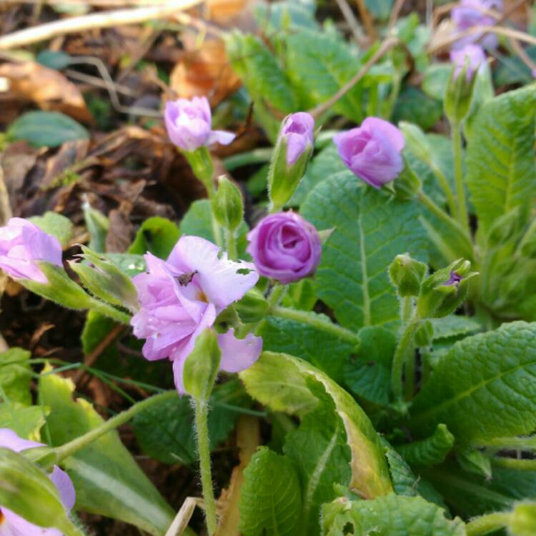 plant image 308702