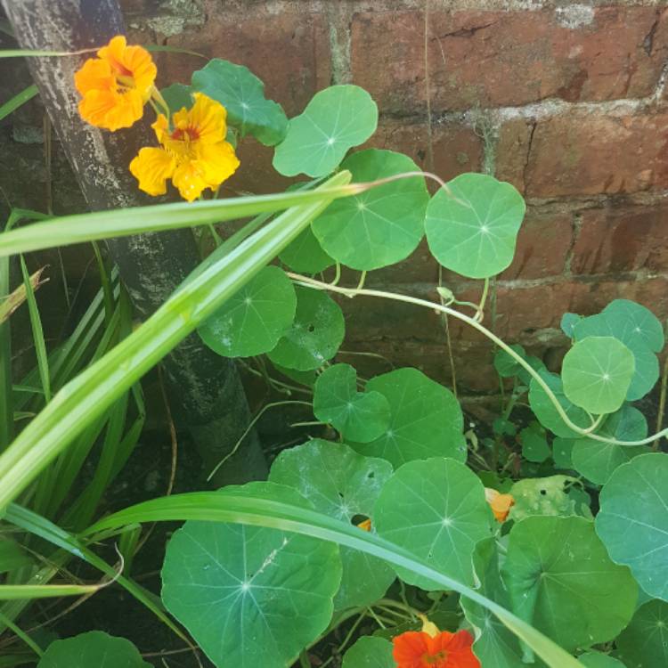 plant image 480628