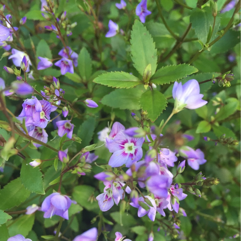 plant image 131033