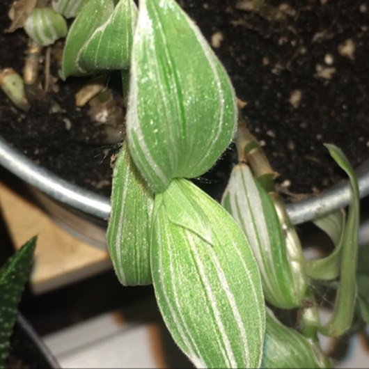 Plant image Tradescantia fluminensis