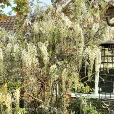Rosie's garden