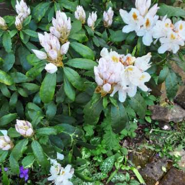 Rosie's garden