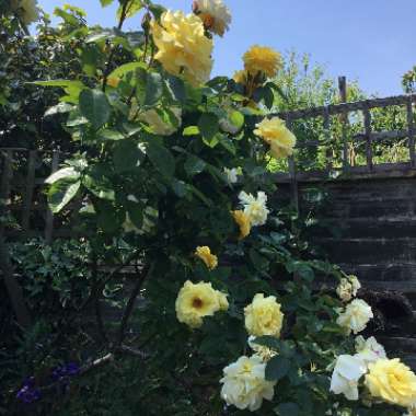 Rosie's garden