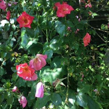 Rosie's garden