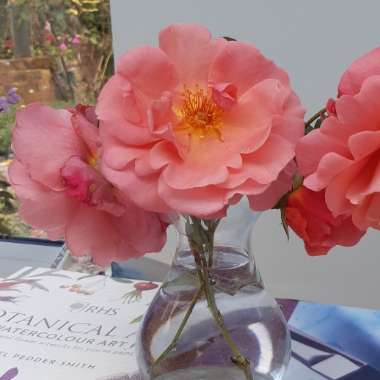 Rosie's garden