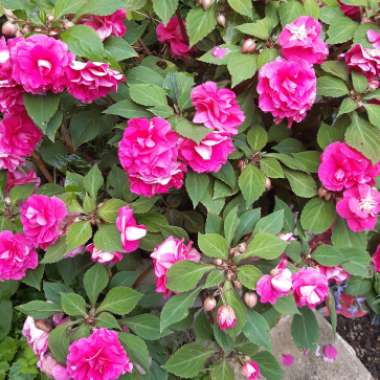 Rosie's garden