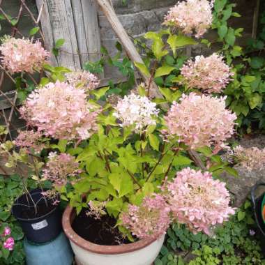Rosie's garden