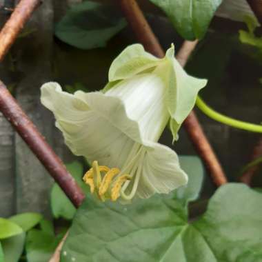 Rosie's garden