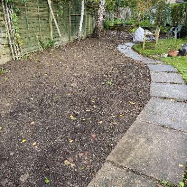 Rosie's garden