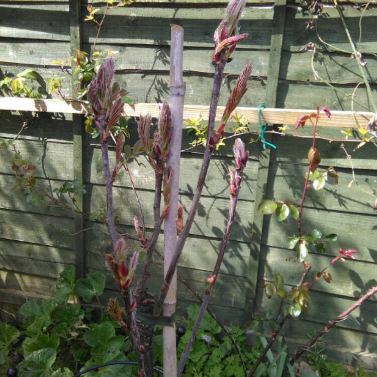 Plant image Sorbus Hupehensis