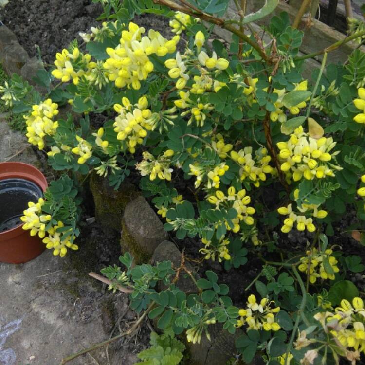 Plant image Coronilla valentina subsp. glauca 'Citrina' syn. Coronilla glauca 'Citrina', Coronilla valentina 'Citrina'