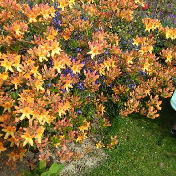 plant image 368827