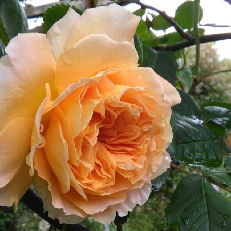 Plant image Rosa 'Auswinter' syn. Rosa 'Crown Princess Margareta'