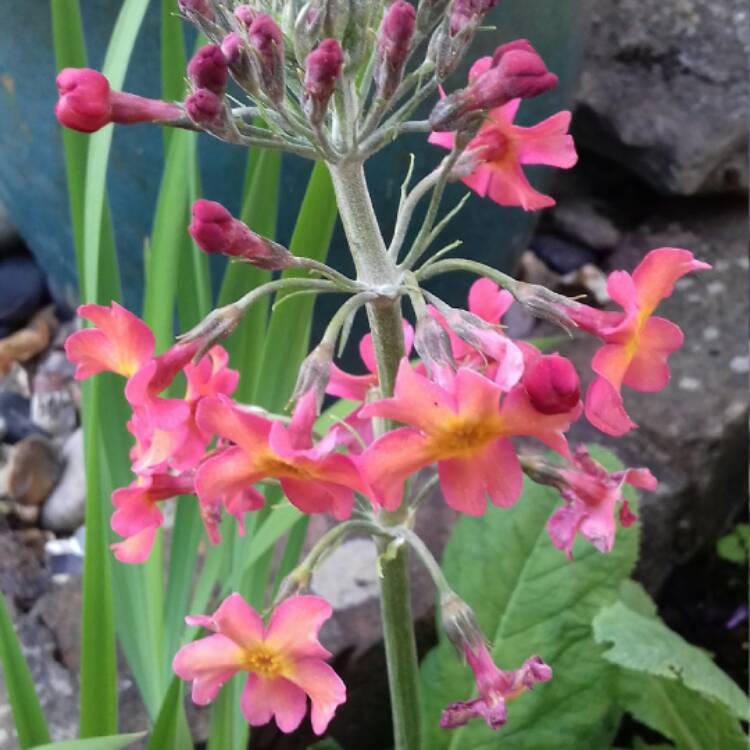Plant image Primula acaulis 'Woodland Walk' series