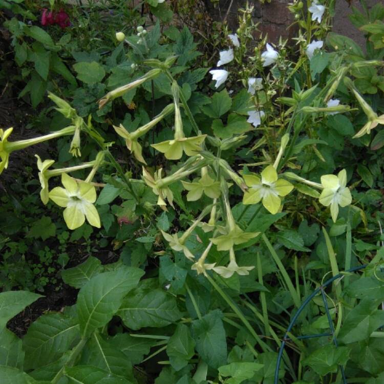Plant image Nicotiana alata 'Lime Green'