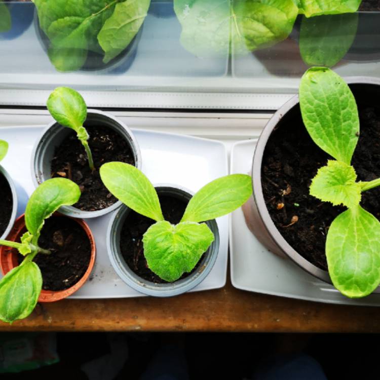 Plant image Cucurbita Pepo 'Sunburst Patty Pan'