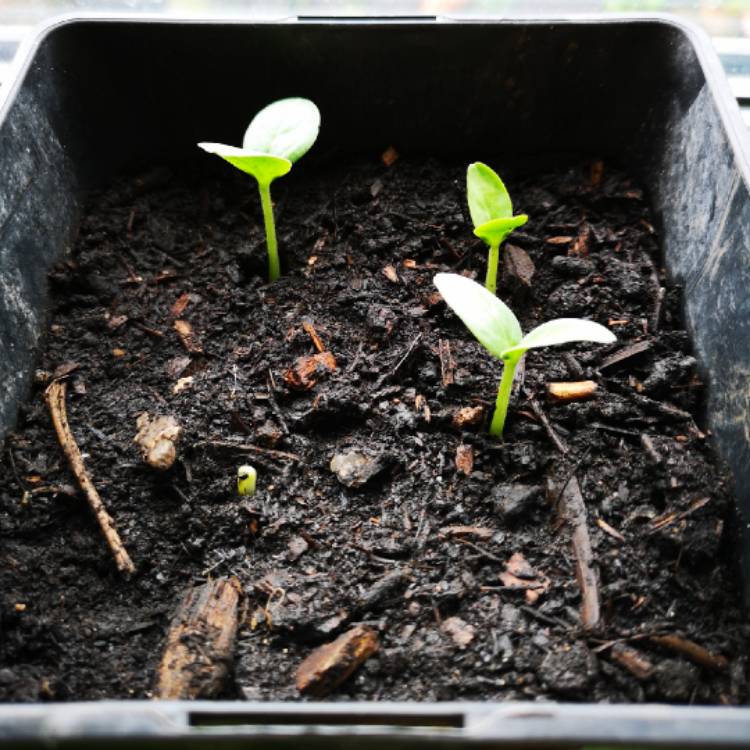 Plant image Cucumis sativus 'Cornichon de Paris'