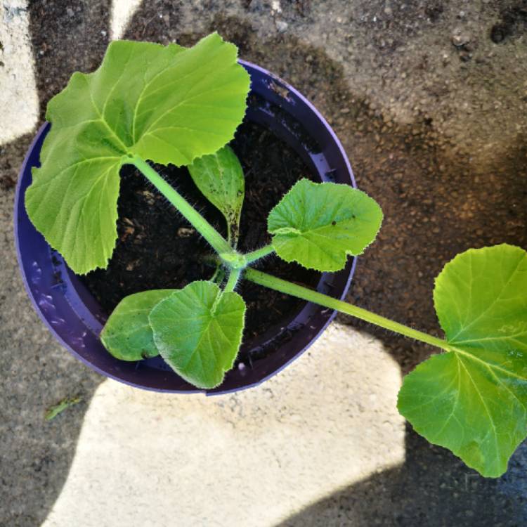 Plant image Cucurbita Pepo 'Sunburst Patty Pan'
