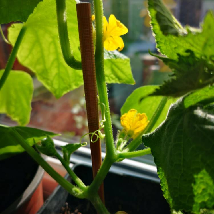 plant image 1080927