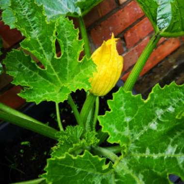 Cucurbita Pepo L. 