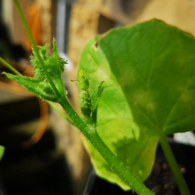 plant image 1083021