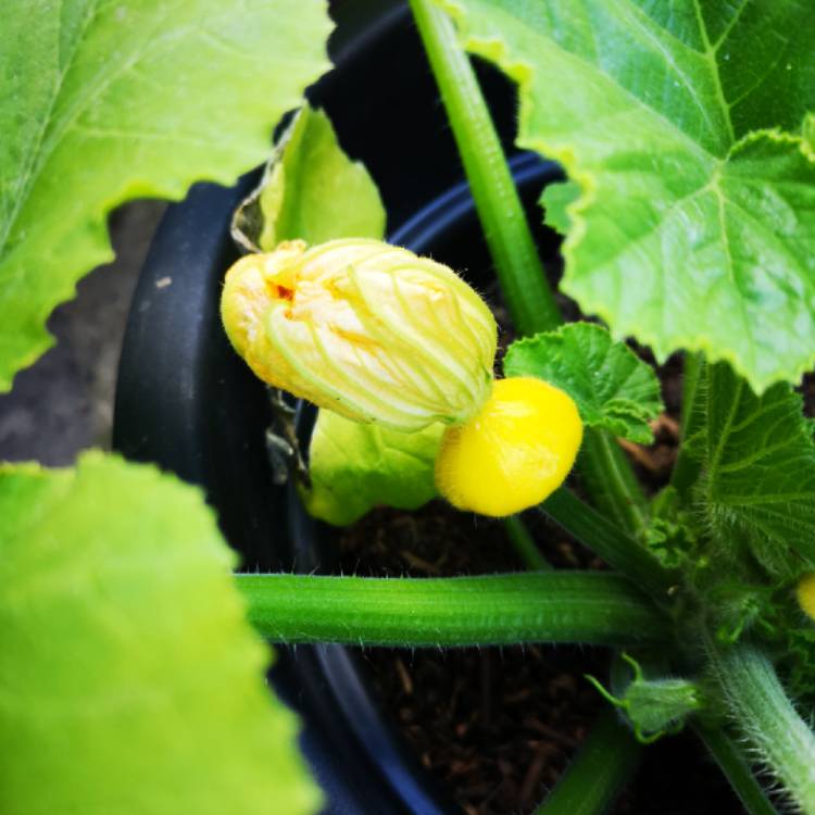 Plant image Cucurbita Pepo 'Sunburst Patty Pan'