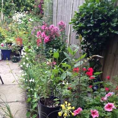 Rosina's garden