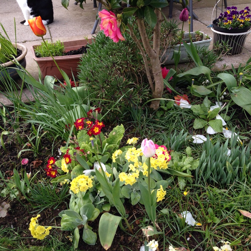 Rosina's garden