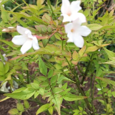 Summer Jasmine