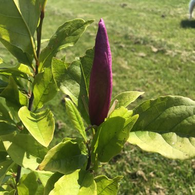 Magnolia 'Susan'