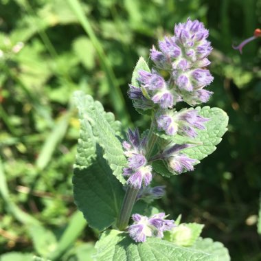 Lesser calamint