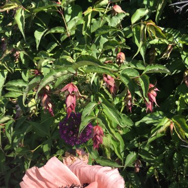 Himalayan Honeysuckle