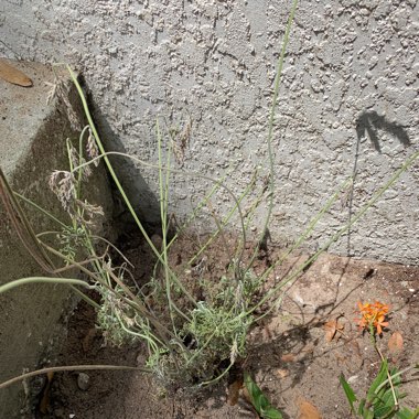 French Lavender
