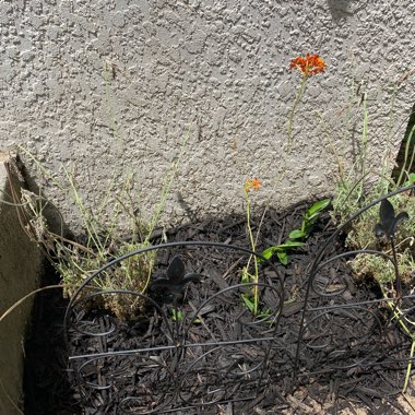 Laura's garden
