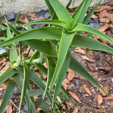 Aloe