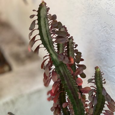 Good Luck Plant 'Royal Red'