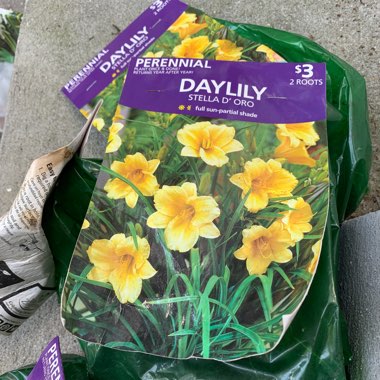 Daylily 'Stella De Oro'
