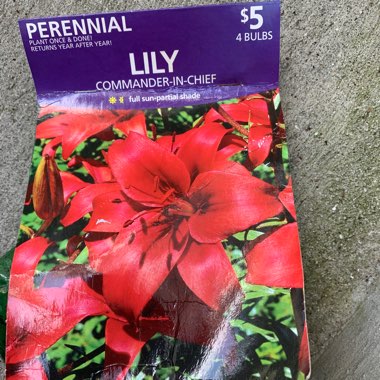 Lily 'Commander in Chief' (Asiatic)