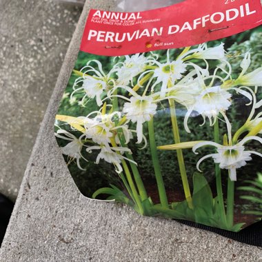 Peruvian Daffodil