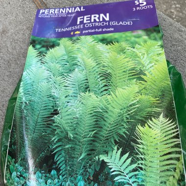 Ostrich fern