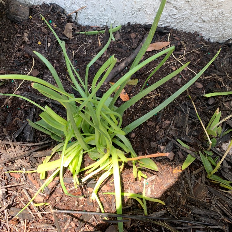 Plant image Bulbine glauca