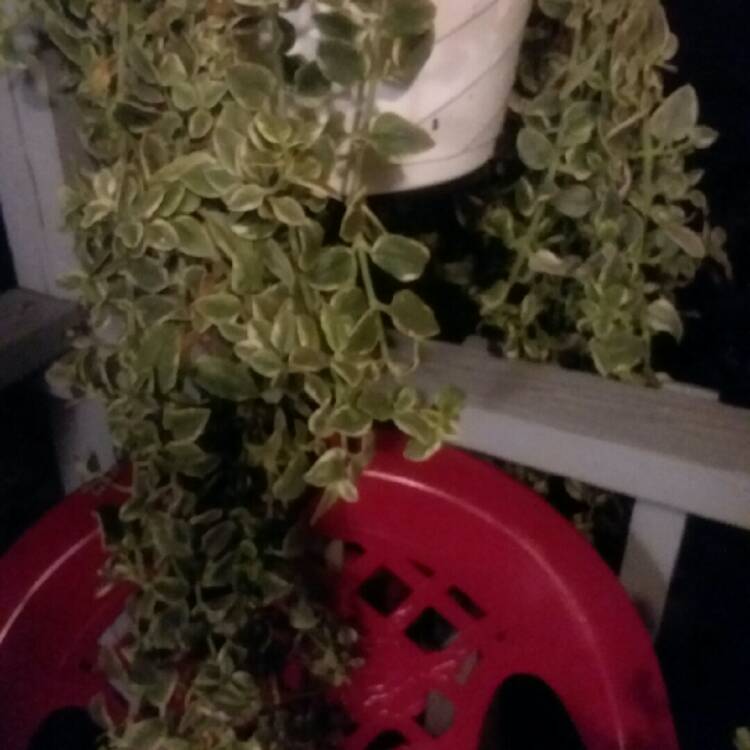 plant image 736884